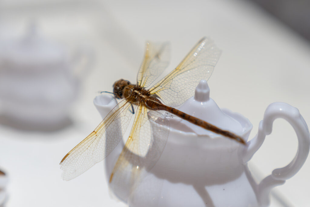 Miniatura