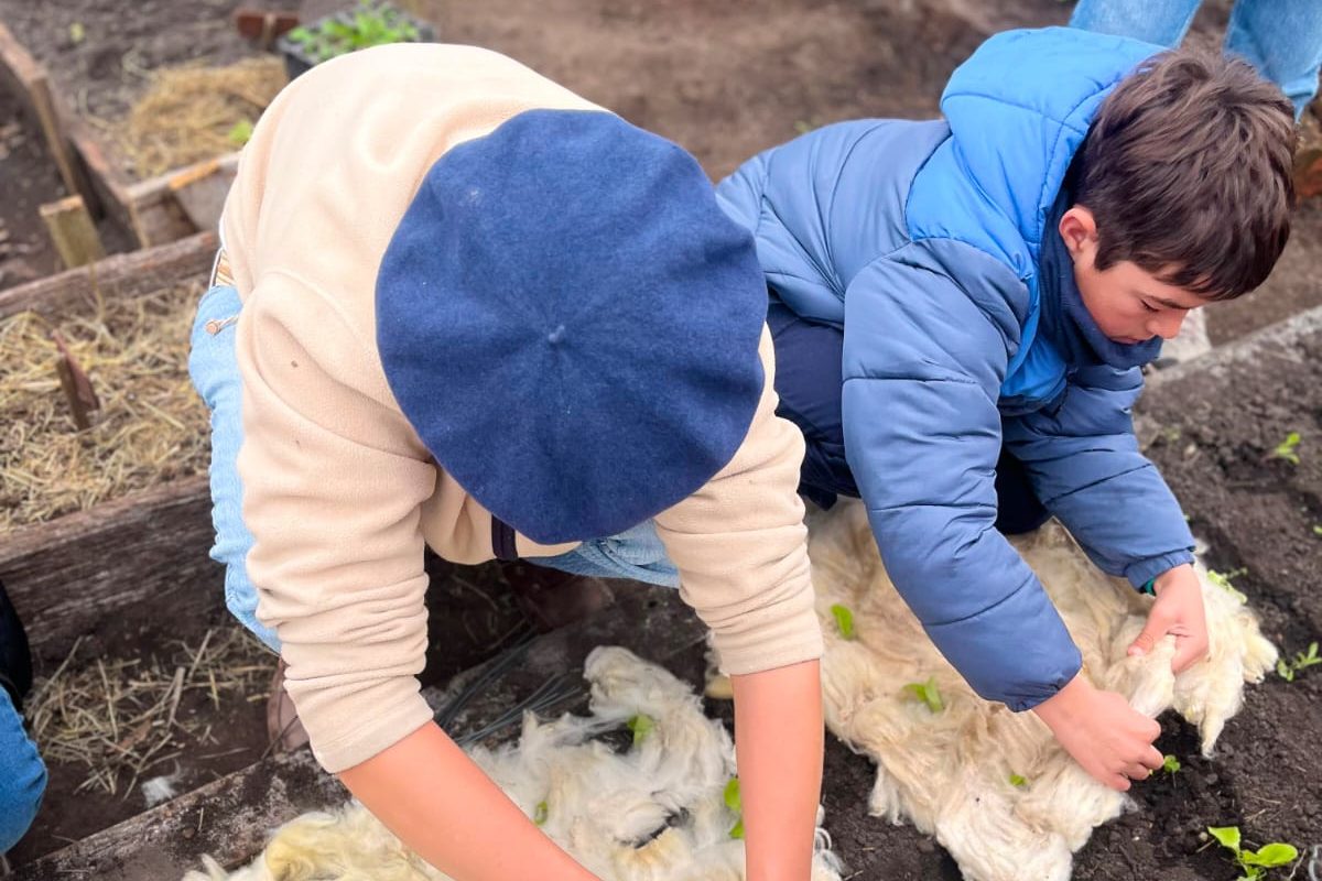 De lana sucia a pellets en segundos: un proyecto ecológico de la Escuela Agraria Guaviyú revaloriza la lana gruesa