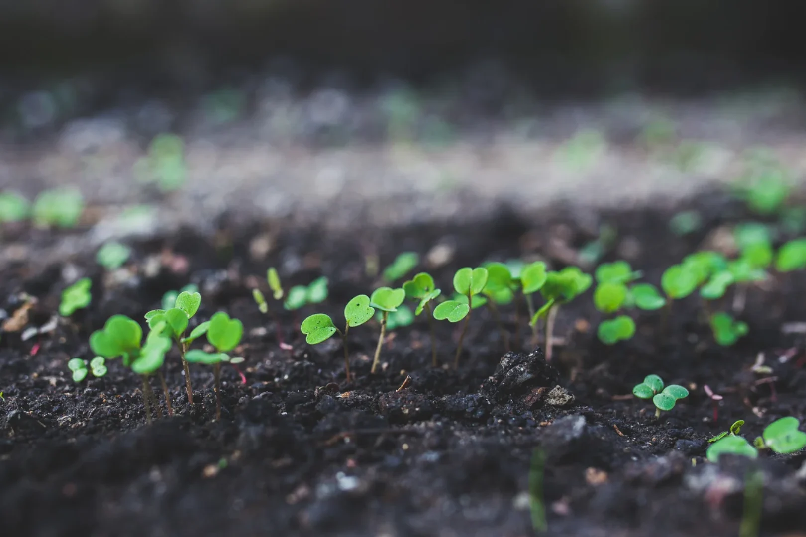 Imagen estilo ecológica. se enfoca a plantas que están recién creciendo, en tierra al parecer bastante húmeda.